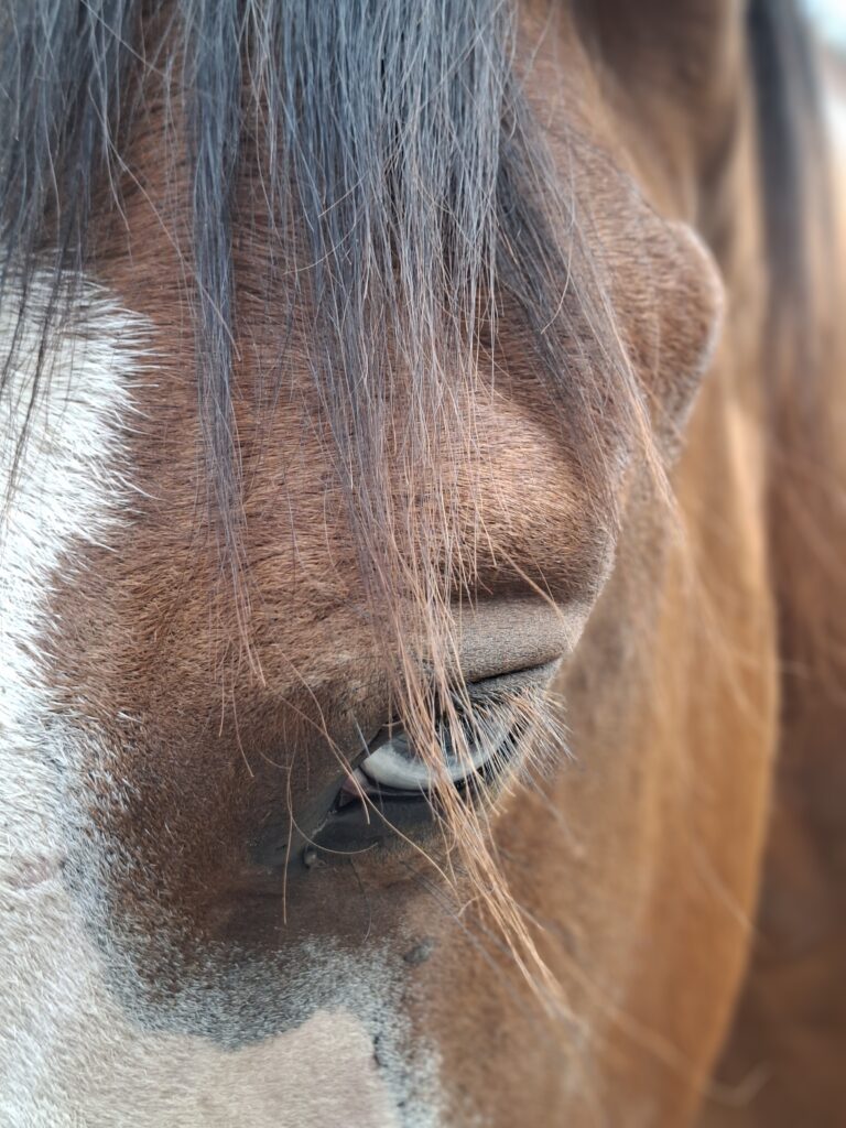 Woran erkenne ich, dass mein Pferd Schmerzen hat?